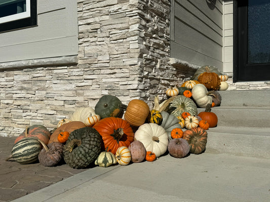 Package #1 - The Basic